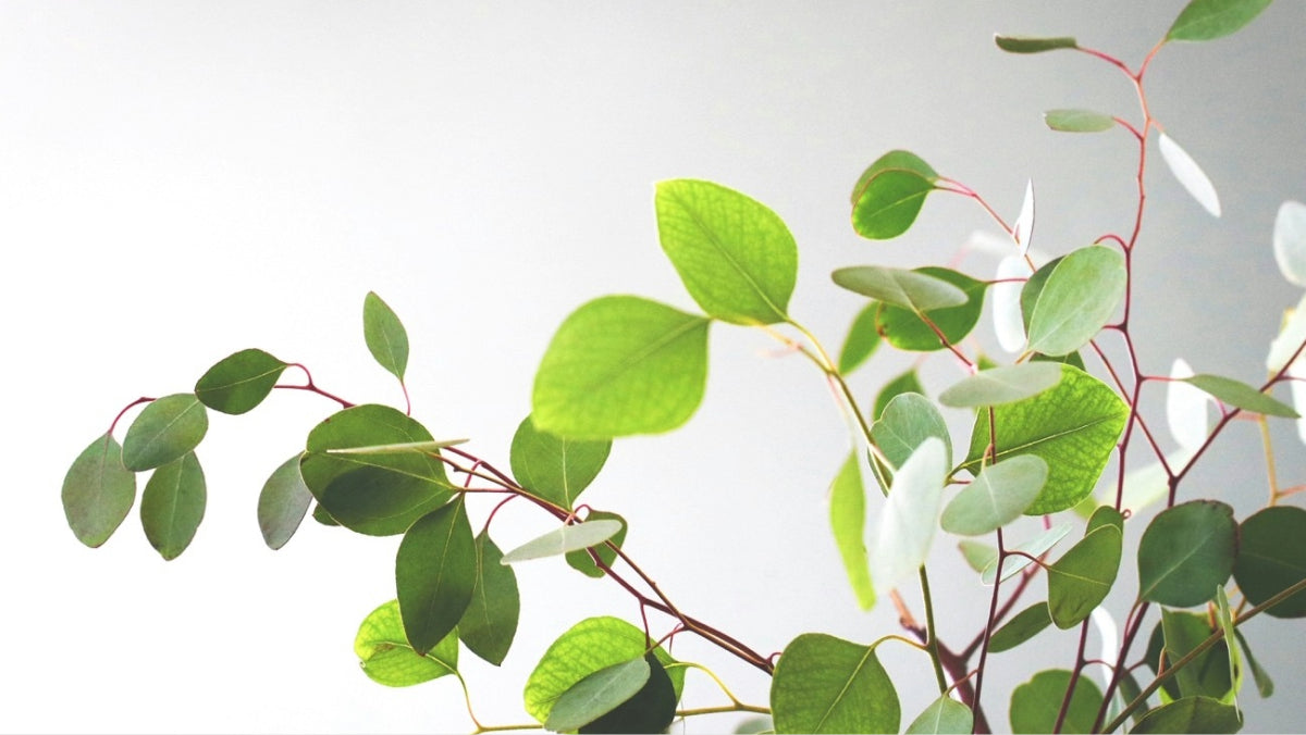 赤みを抑えて、肌トラブルの連鎖を防ぐ